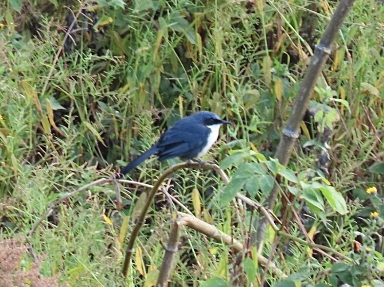 Blue-and-white Mockingbird - ML645865543