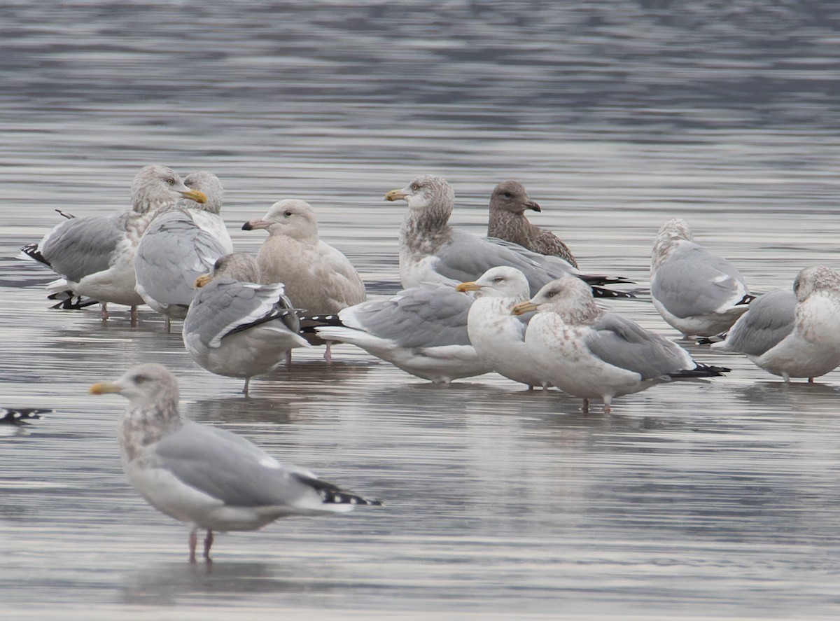 Gavión Hiperbóreo - ML645865551
