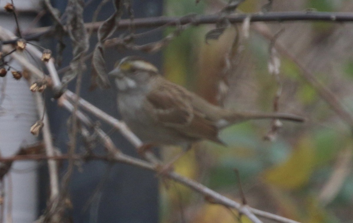 Ak Boğazlı Serçe - ML645865556