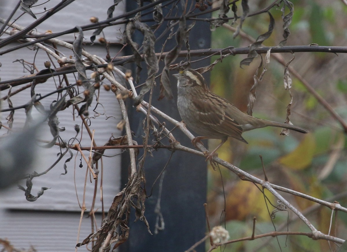 Ak Boğazlı Serçe - ML645865560