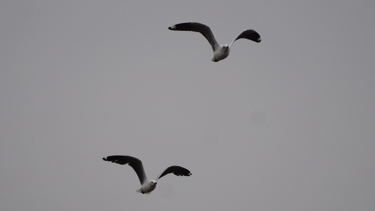 racek šedohlavý - ML645865561