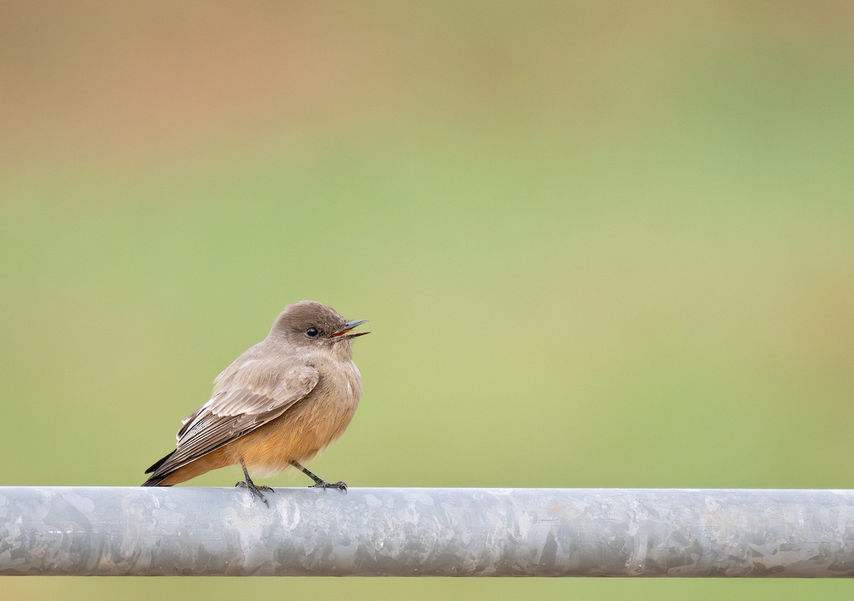 Say's Phoebe - ML645865565