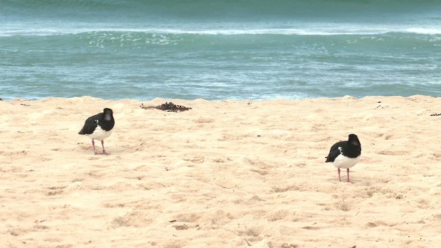 Pied Oystercatcher - ML645865578