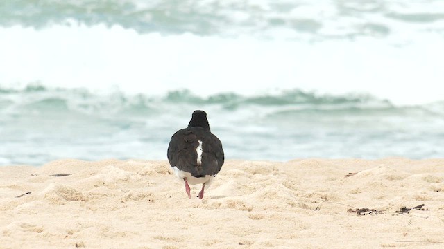 Pied Oystercatcher - ML645865587