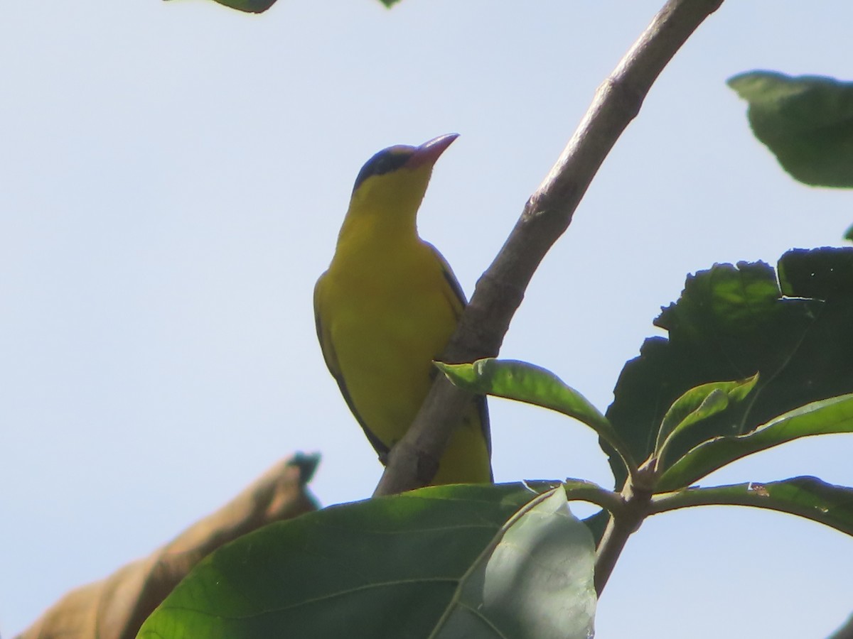 Black-naped Oriole - ML645865588