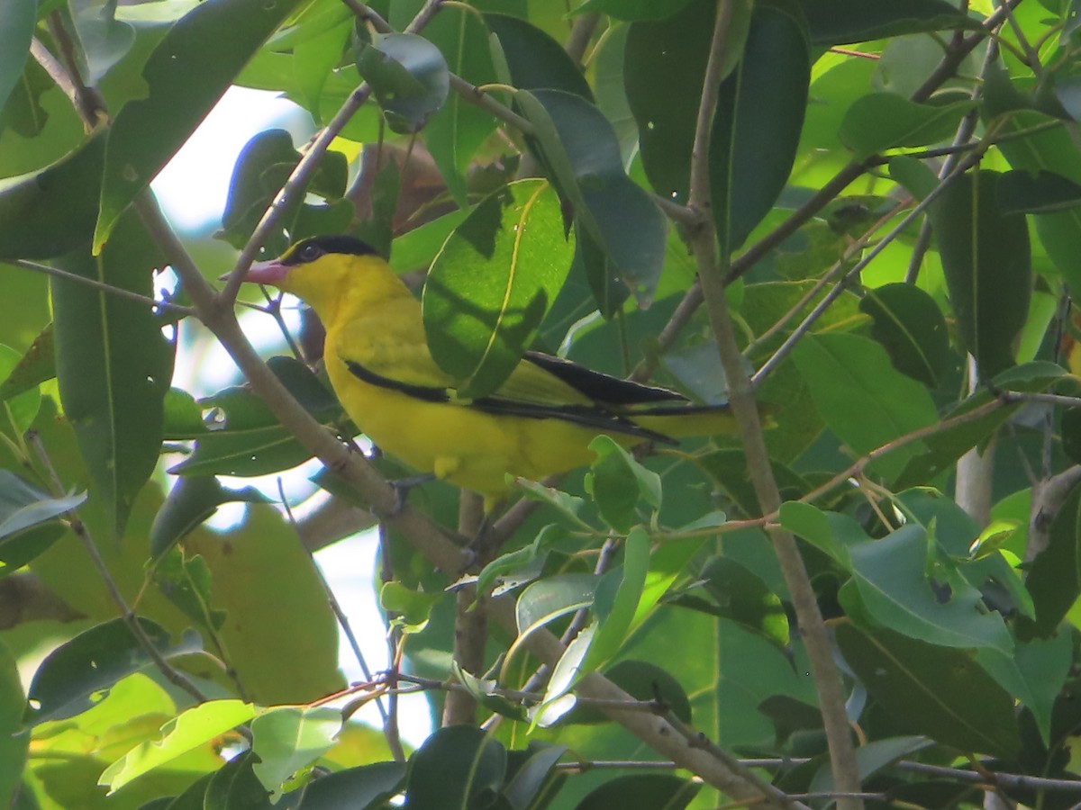 Black-naped Oriole - ML645865589