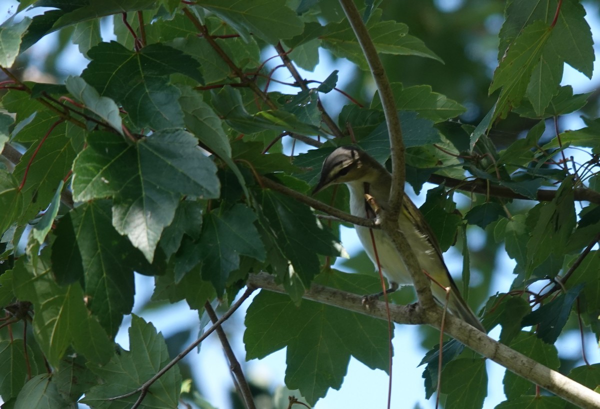 Red-eyed Vireo - ML645865592