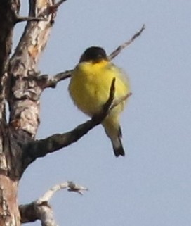 Lesser Goldfinch - ML645865593