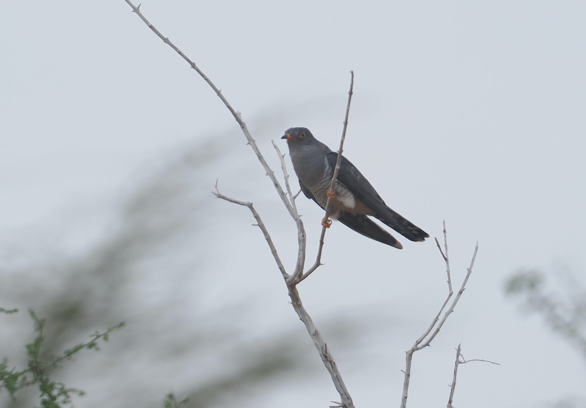 Coucou africain - ML645865594