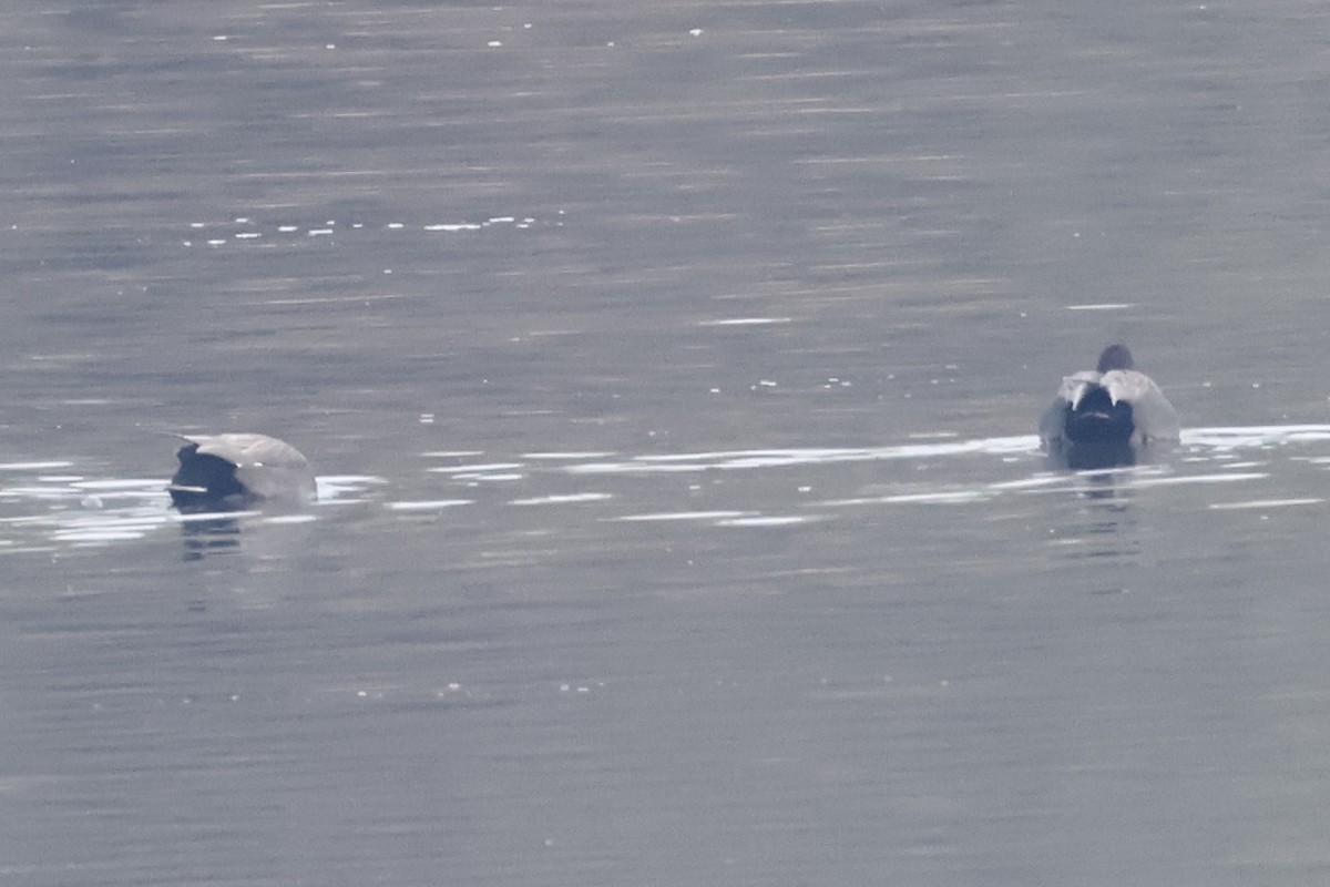 Boz Ördek - ML645865595