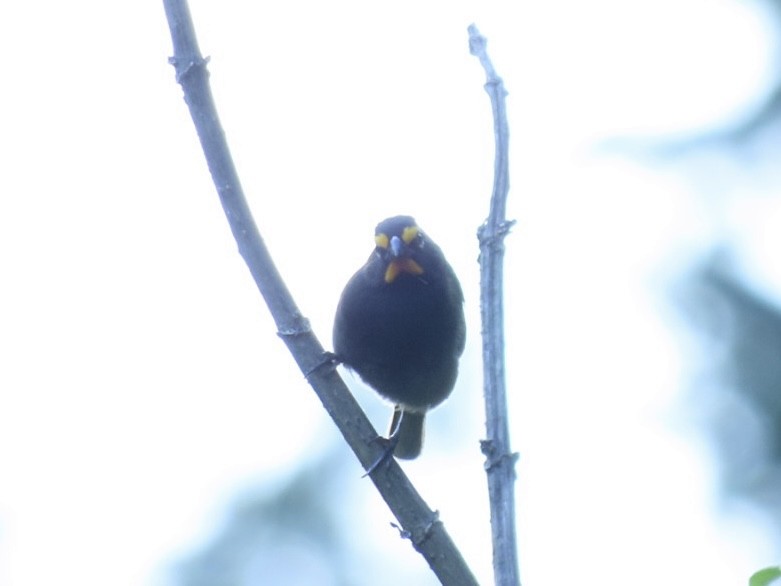 Yellow-faced Grassquit - ML645865608
