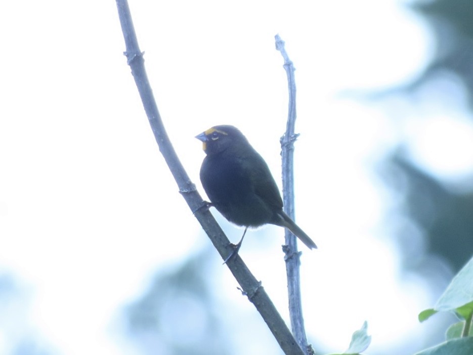 Yellow-faced Grassquit - ML645865609