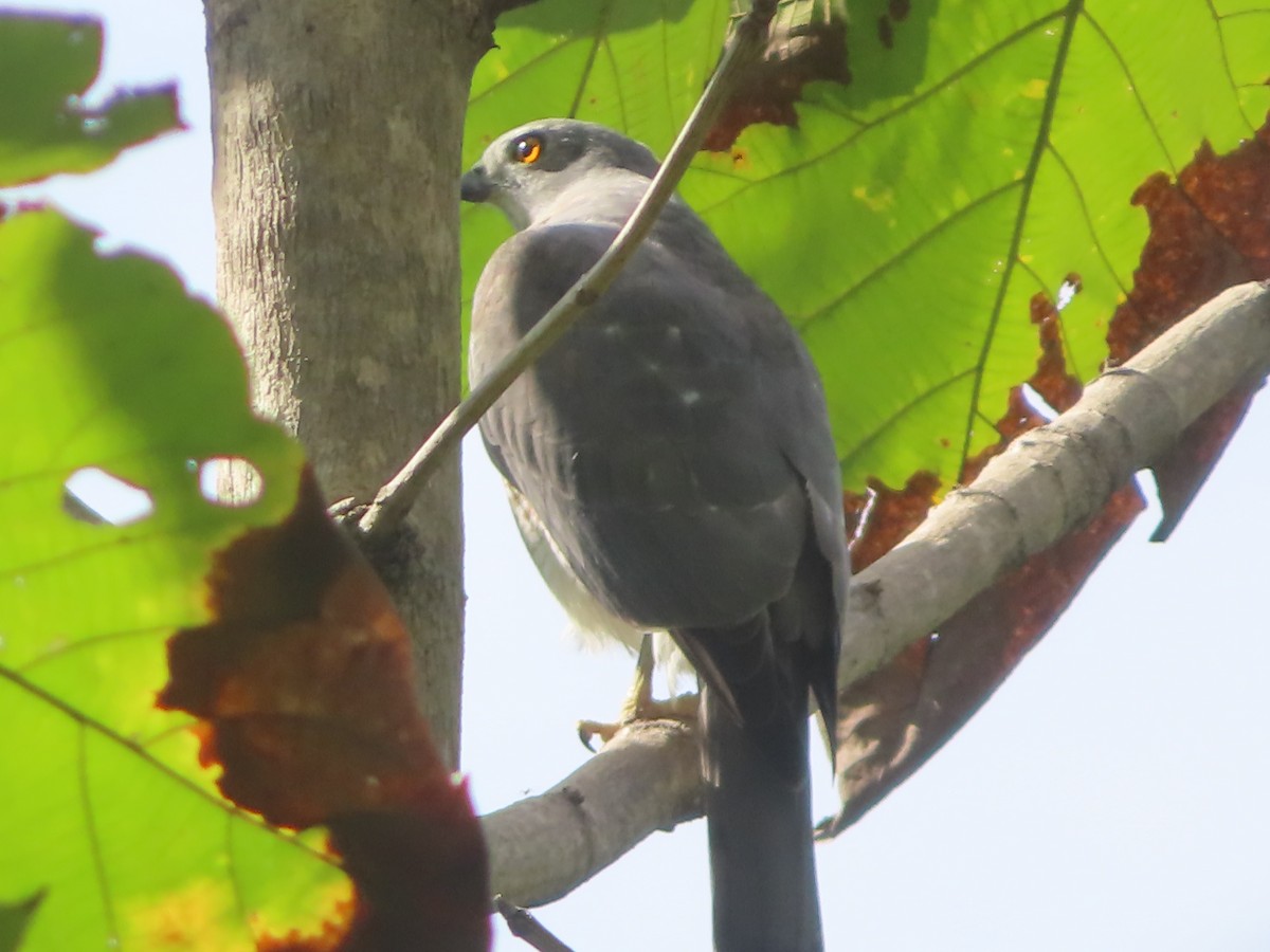 Shikra - ML645865613