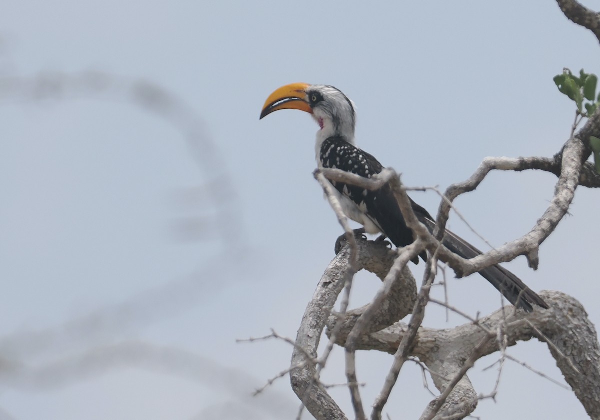 Toco Piquigualdo Norteño - ML645865615