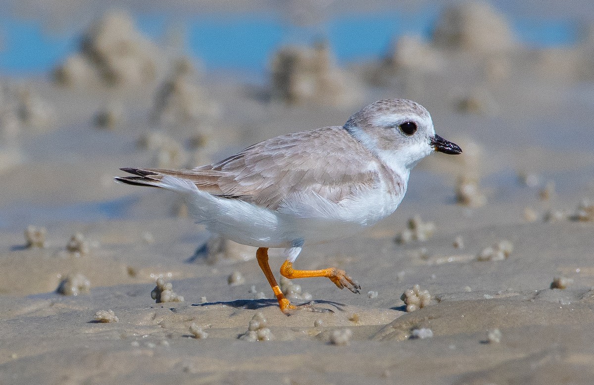 Piping Plover - ML645865616