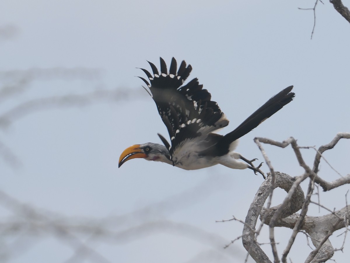 Toco Piquigualdo Norteño - ML645865621