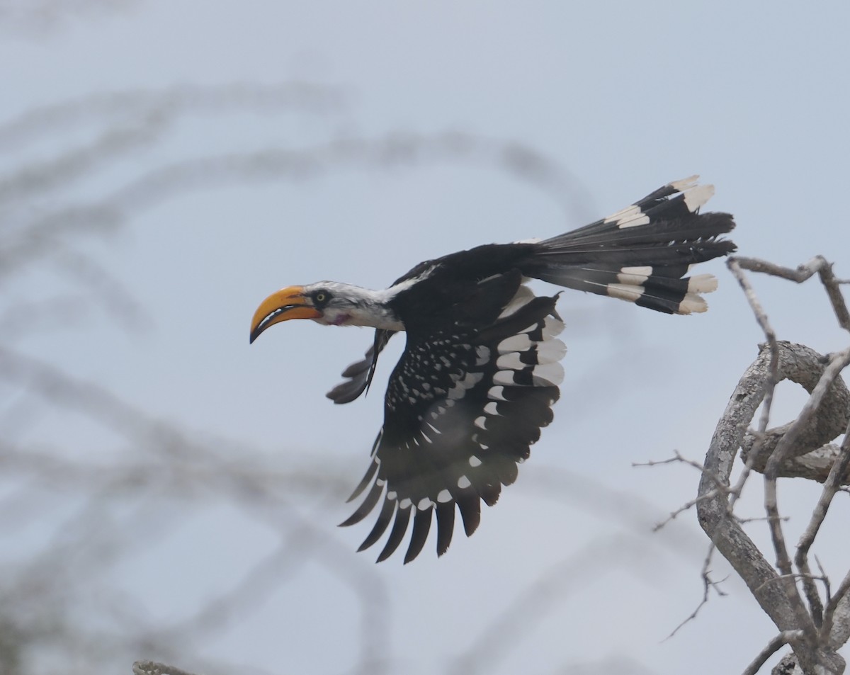 Toco Piquigualdo Norteño - ML645865625