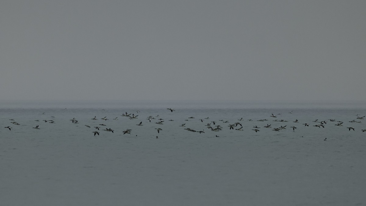 Zerra ertaina - ML645865627