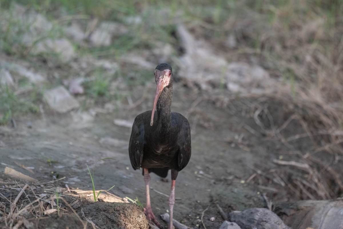 Bare-faced Ibis - ML645865633