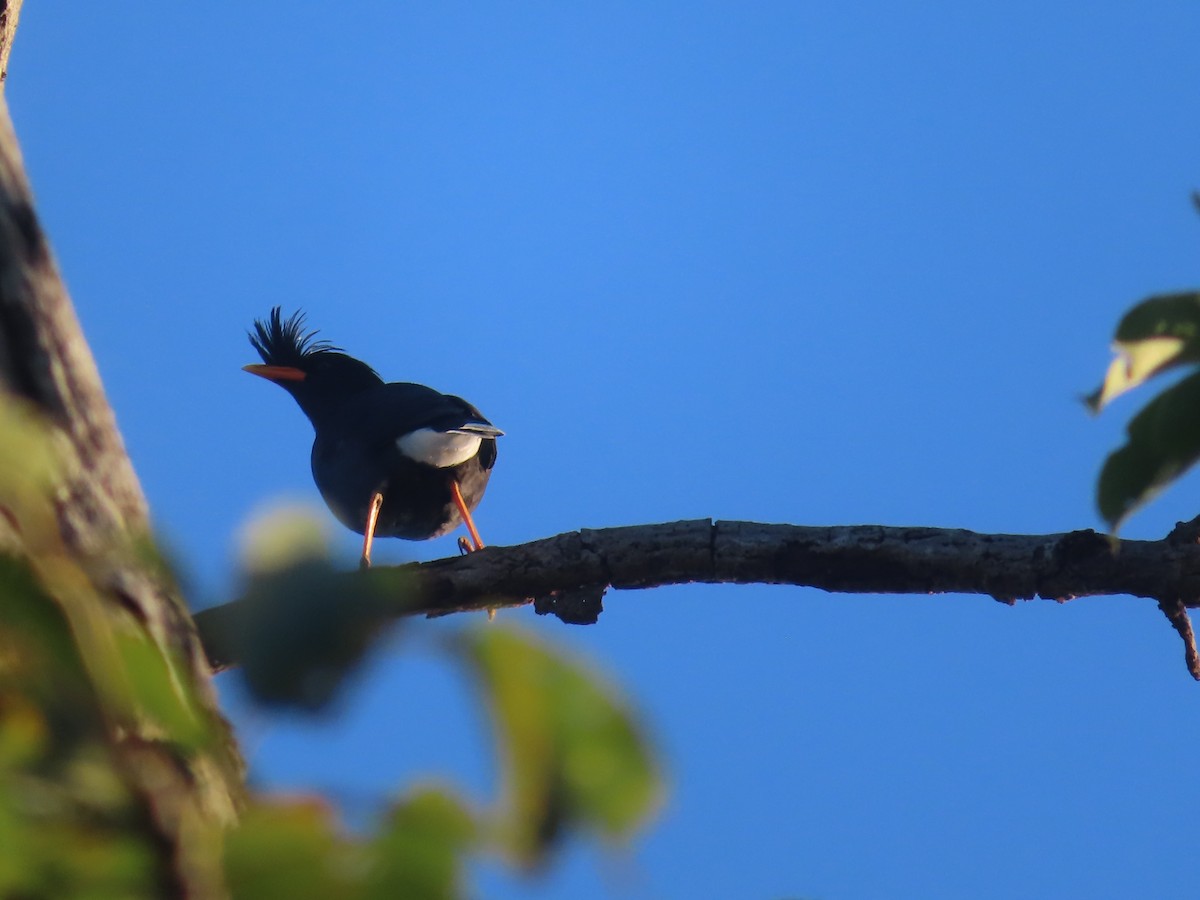 Great Myna - ML645865634