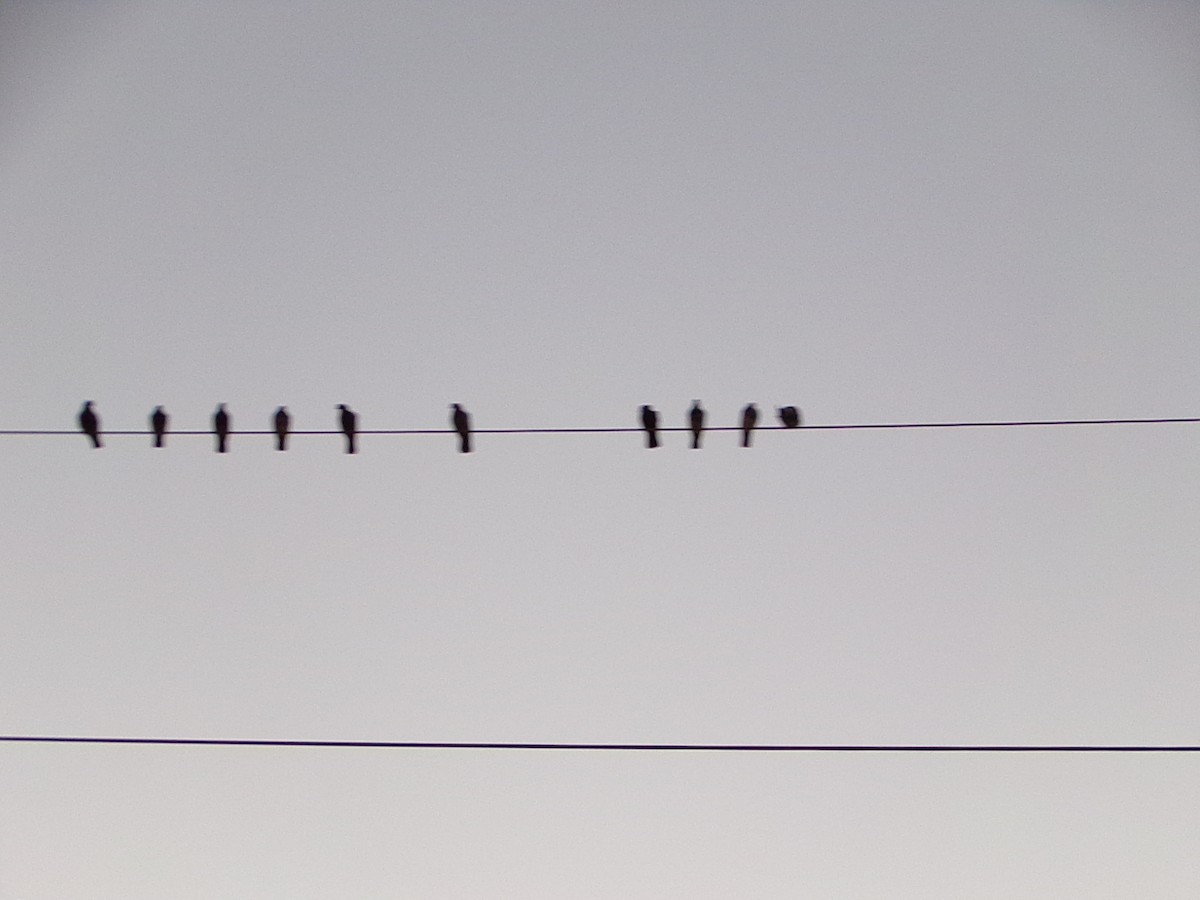 Kaya Güvercini (evcil tip) - ML645865636