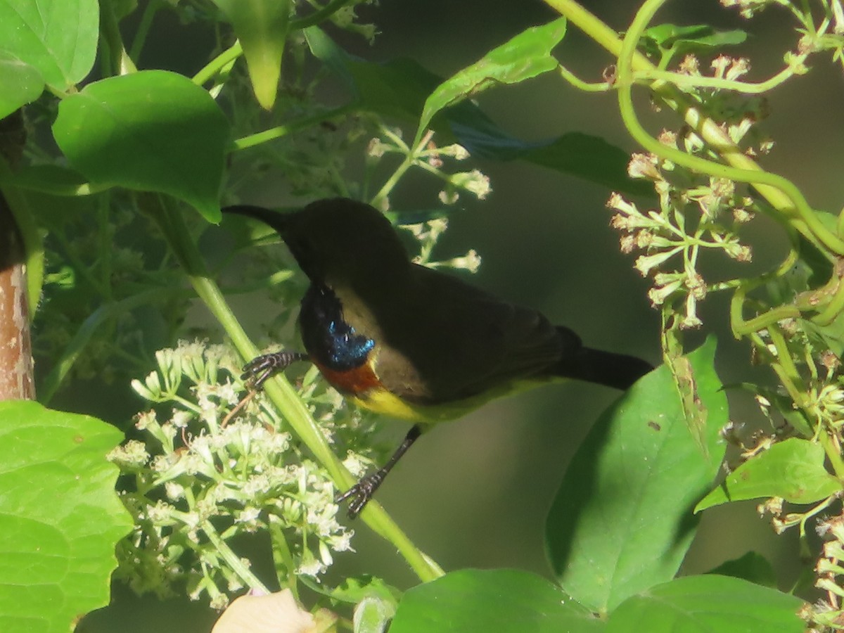 Ornate Sunbird - ML645865670