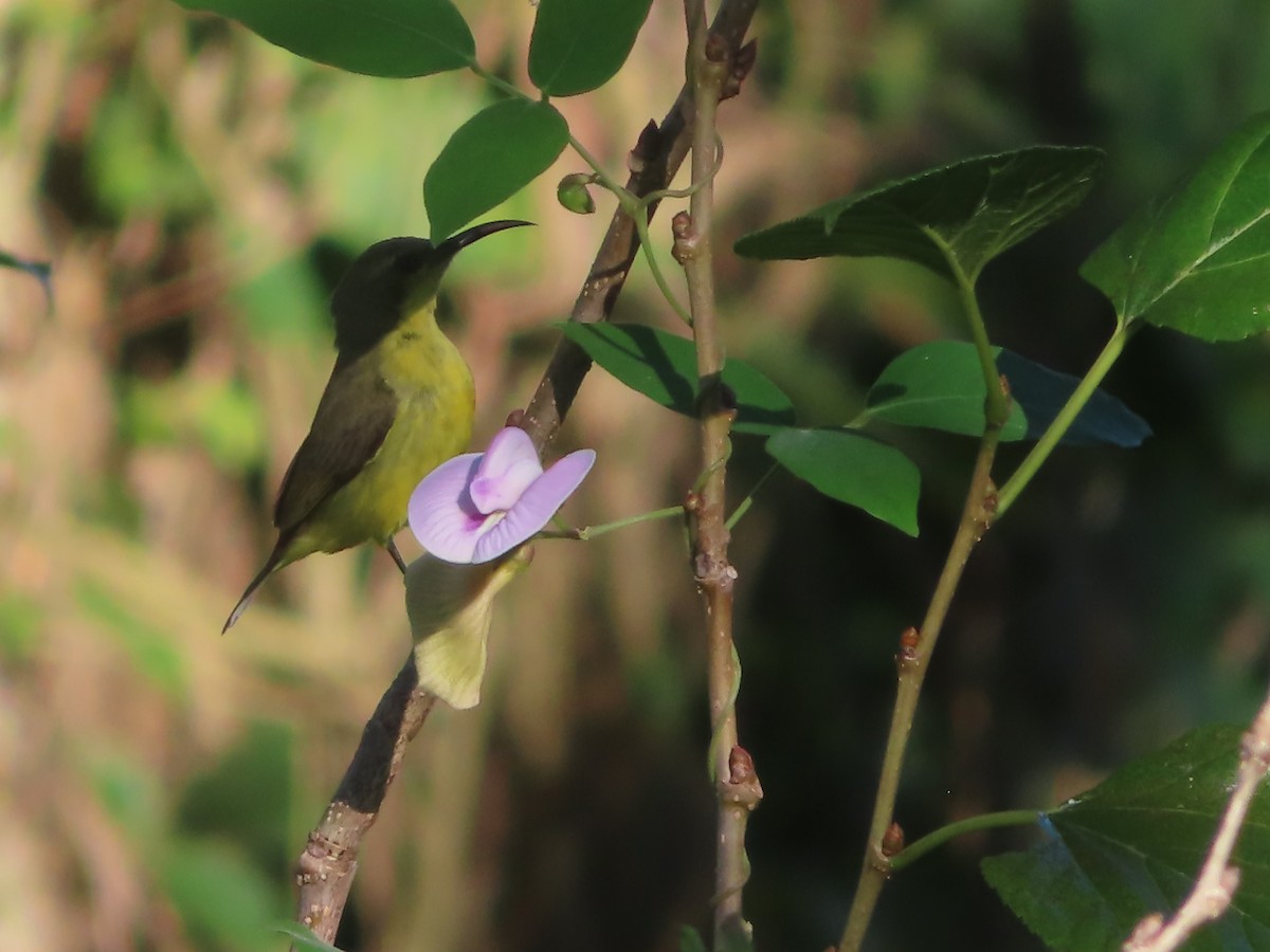Ornate Sunbird - ML645865671