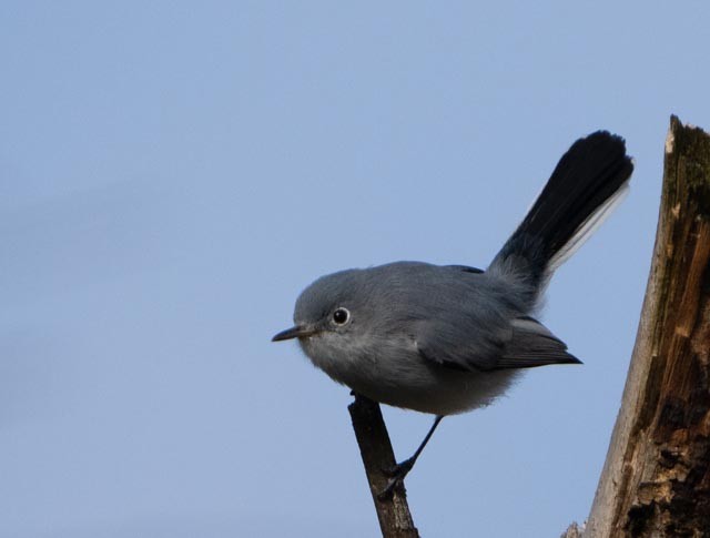 Голубая комароловка - ML645865678