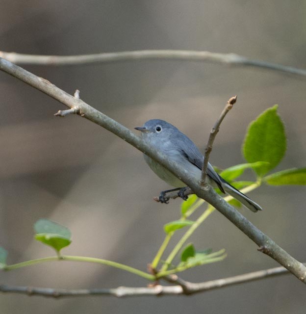 Голубая комароловка - ML645865679