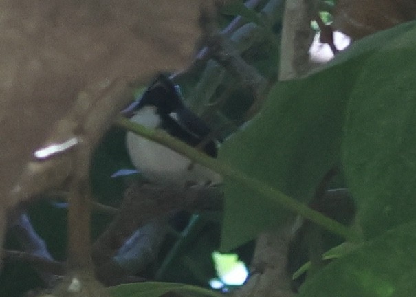 Black-throated Blue Warbler - ML645865680