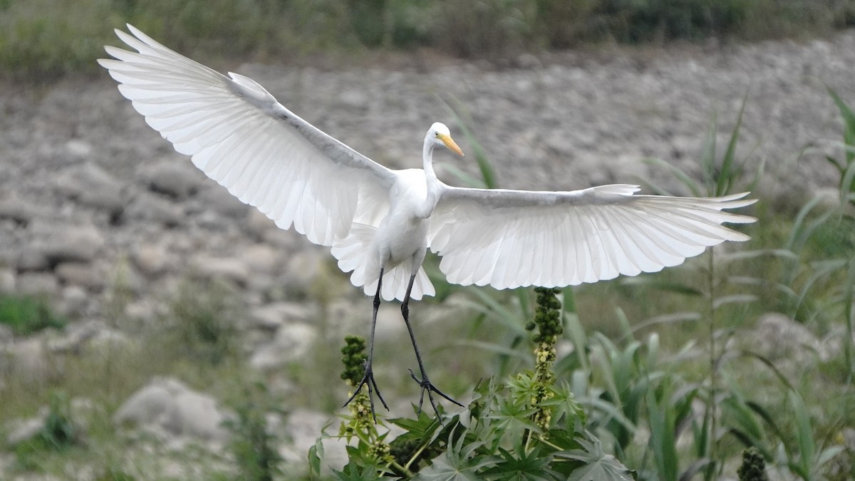 Garceta Grande - ML645865682