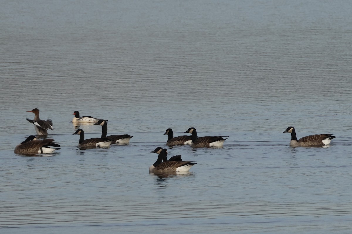 Canada Goose - ML645865685