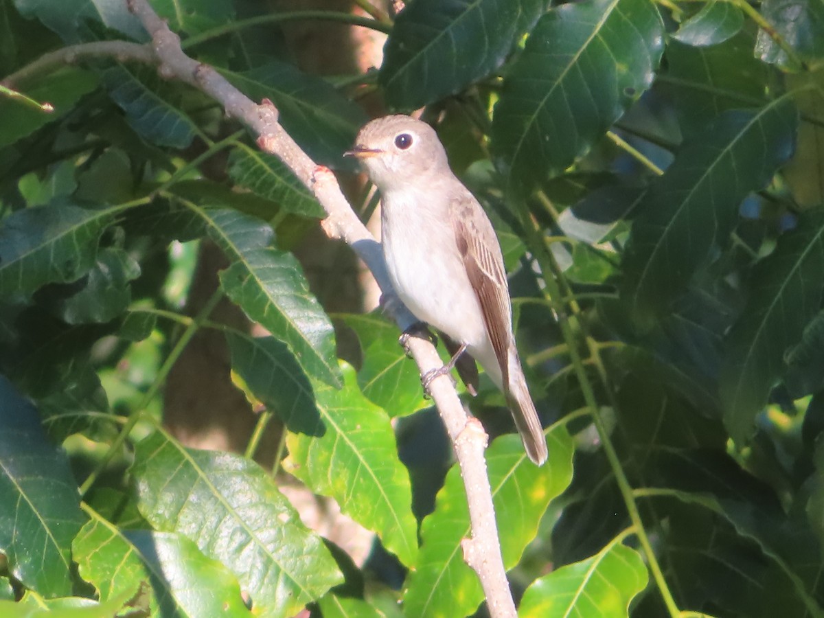 Asian Brown Flycatcher - ML645865686