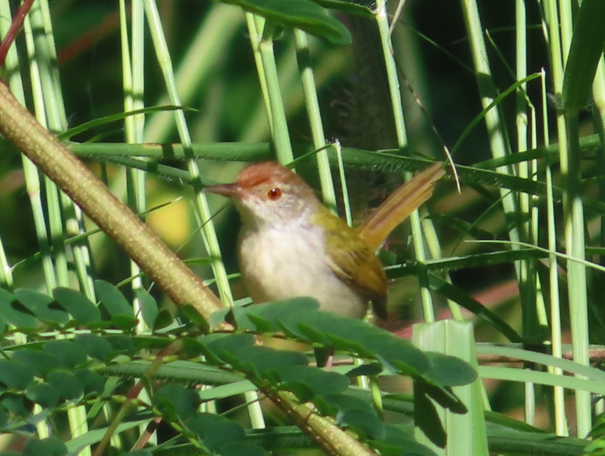 Common Tailorbird - ML645865705