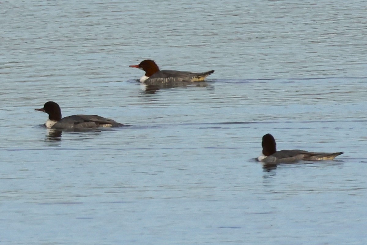 Common Merganser - ML645865716