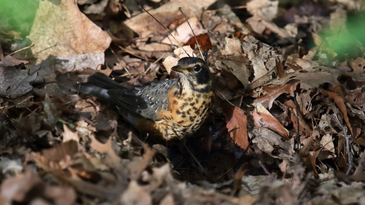 American Robin - ML645865717