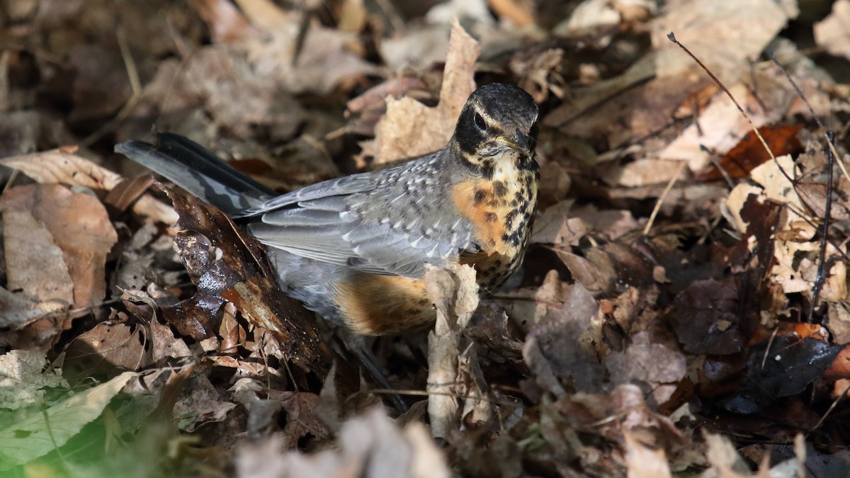 American Robin - ML645865718