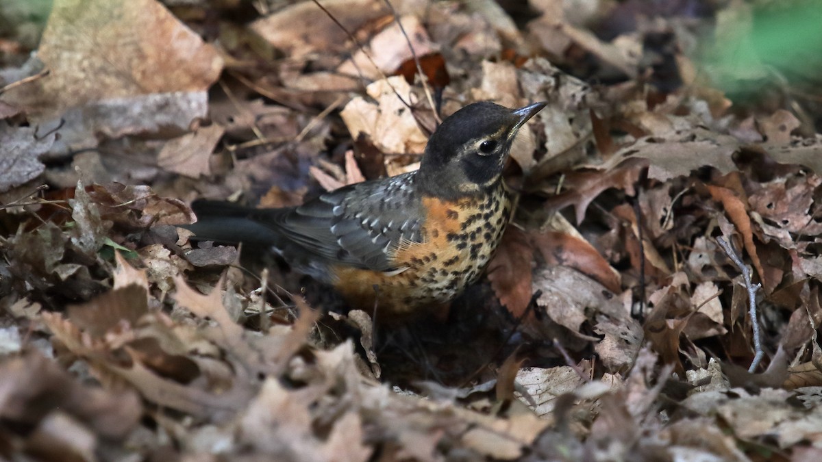 American Robin - ML645865720