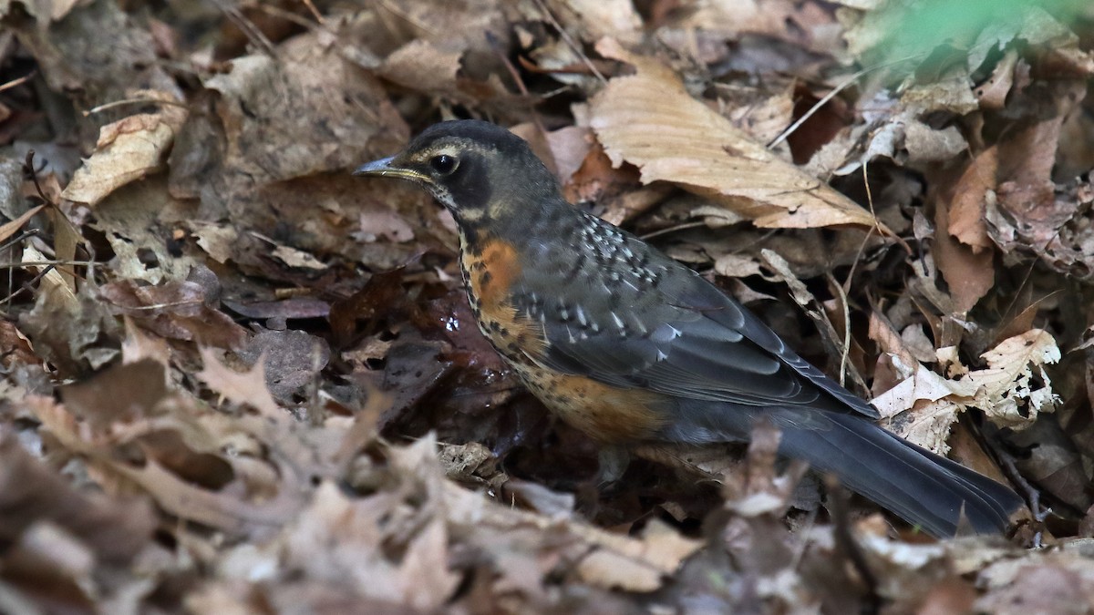 American Robin - ML645865721