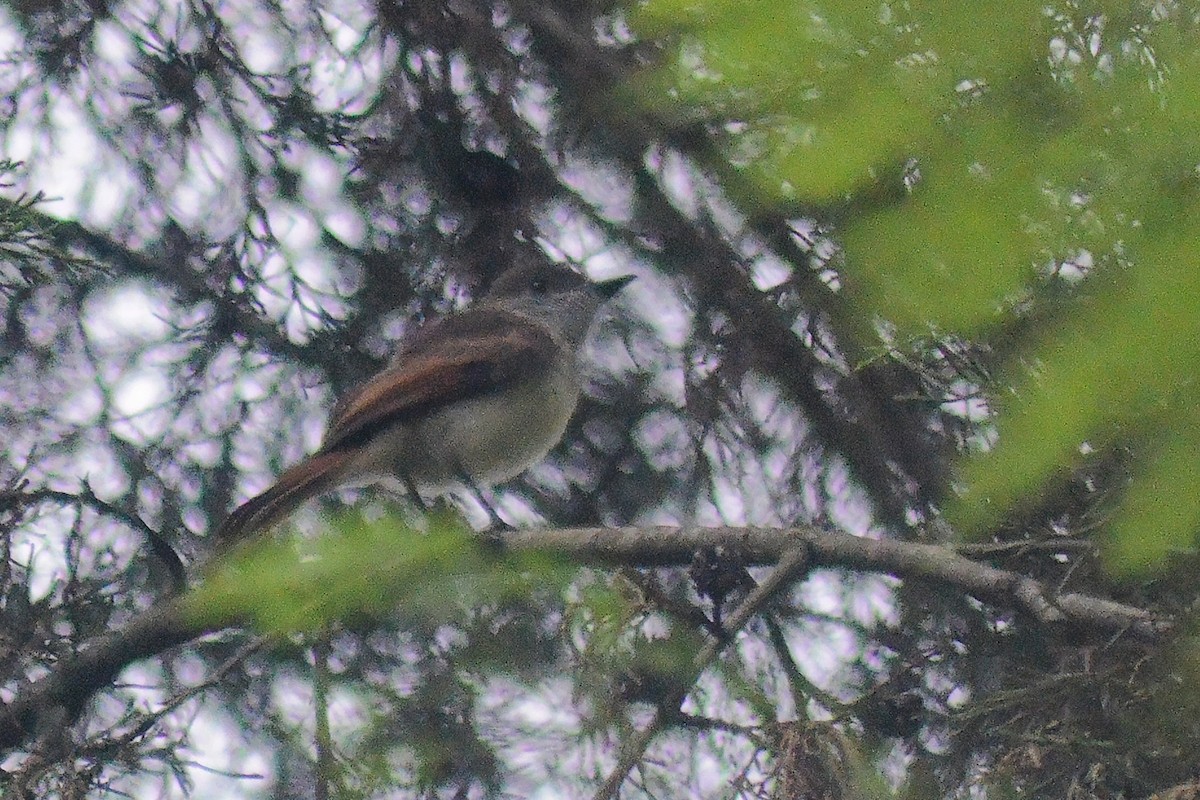 オリーブヒタキモドキ - ML645865725