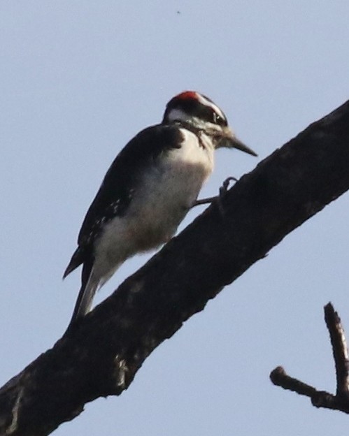 Hairy Woodpecker - ML645865727