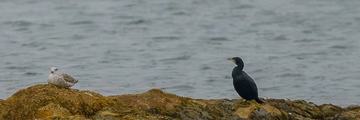 Great Cormorant - ML645865763