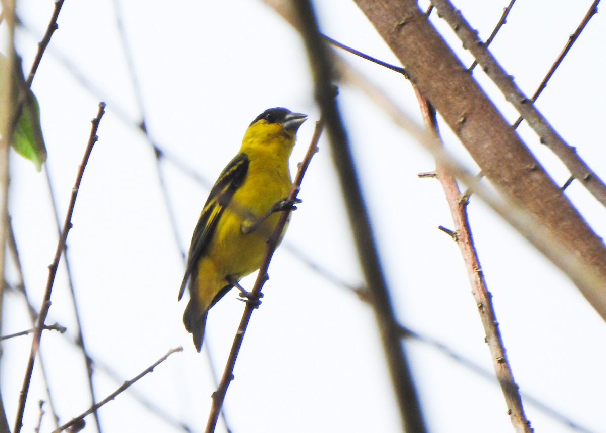 Yellow-faced Siskin - ML645865768