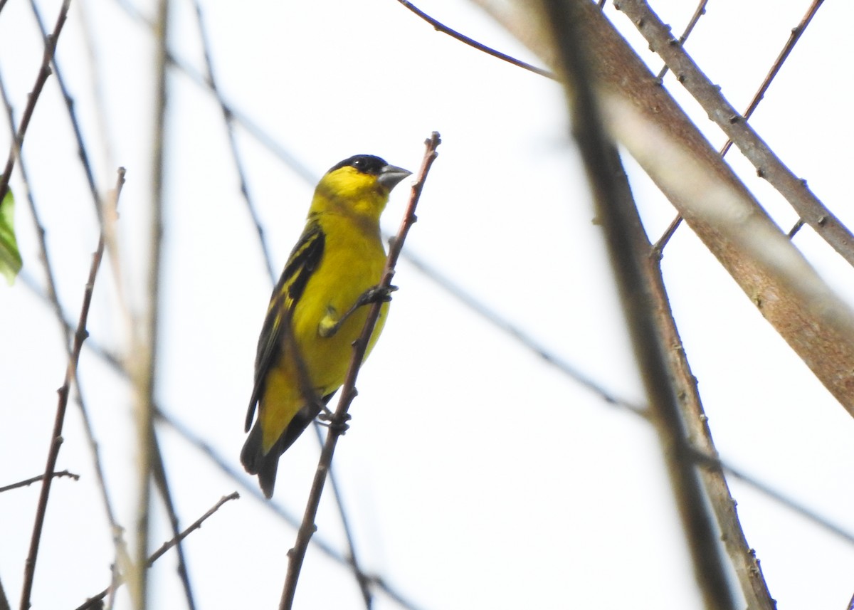 Yellow-faced Siskin - ML645865769