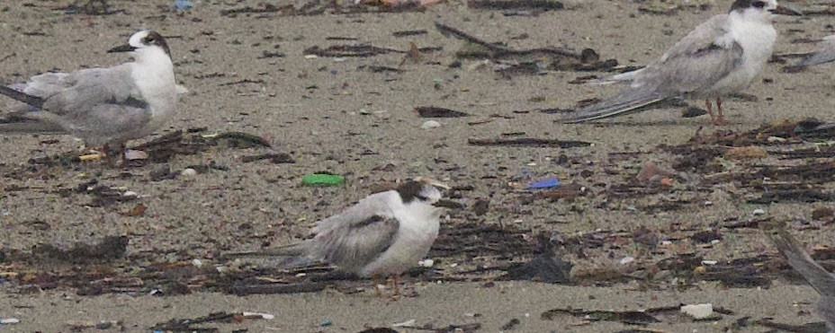 Common Tern - ML645865770