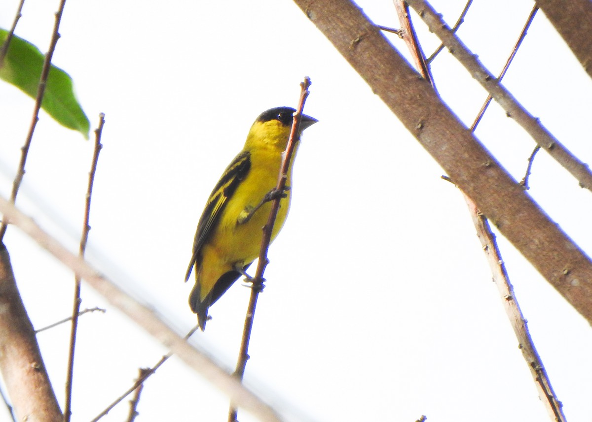 Yellow-faced Siskin - ML645865772