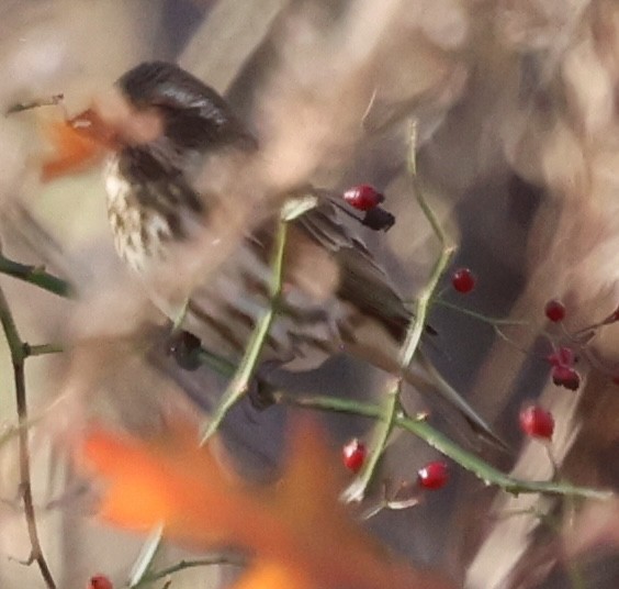 hýl nachový - ML645865787