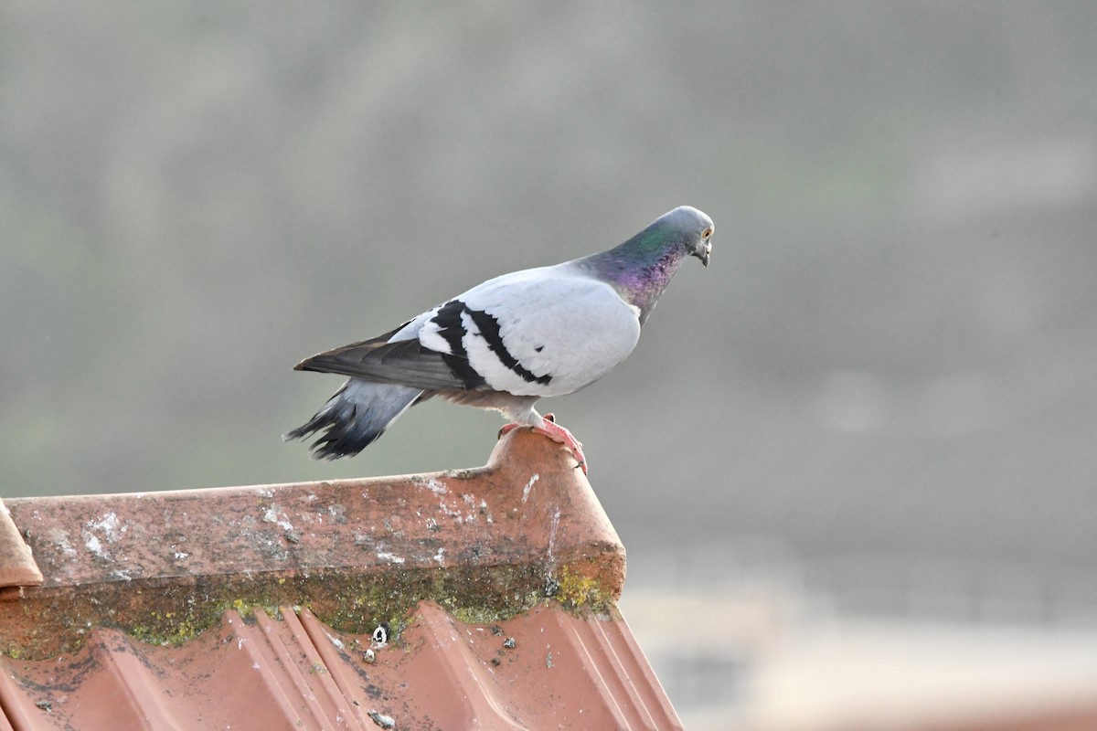 Kaya Güvercini (evcil tip) - ML645865788