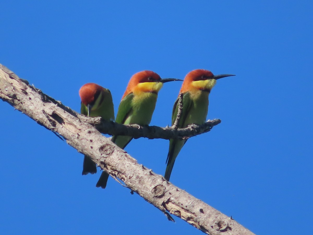 Chestnut-headed Bee-eater - ML645865789