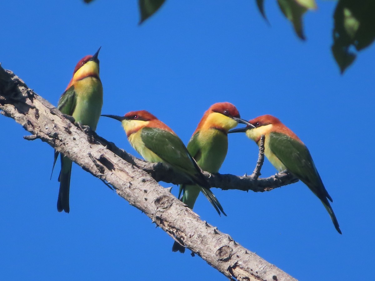 Chestnut-headed Bee-eater - ML645865790